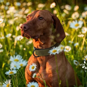 Large Dog Collar Soft Padded Dog Collars Durable Real Leather Pet Necklace Collar for Big Dogs Rottweiler Labrador Pitbull 5