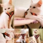 Cat Harness Vest Walking Lead Leash For Puppy Dogs Collar Polyester Adjustable Mesh Dog Harness For Small Medium Pet Accessories 2