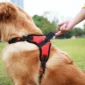 Dog Harness And Leash Set No Pull Adjustable Comfortable with Easy Control Handle Outdoor Running Walking Hand Free Lead Leash 2
